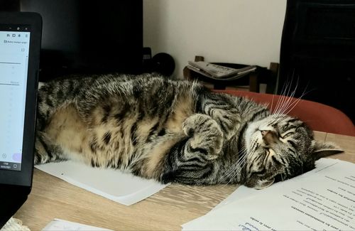 Avis photo d'un client sur Croquettes Chat Stérilisé Sans Céréales - Poulet