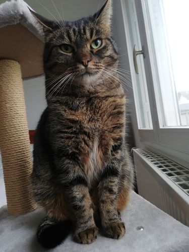 Avis photo d'un client sur Croquettes Chat Stérilisé Sans Céréales - Poulet