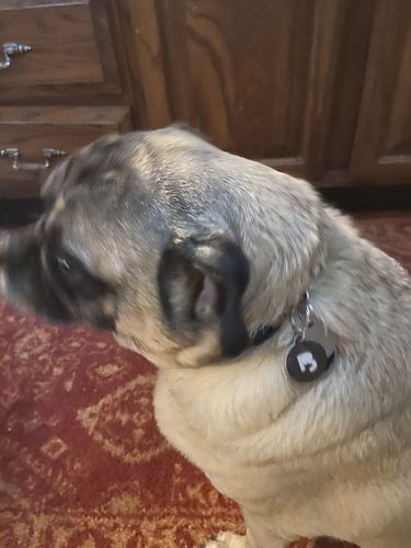 Customer photo review of Black