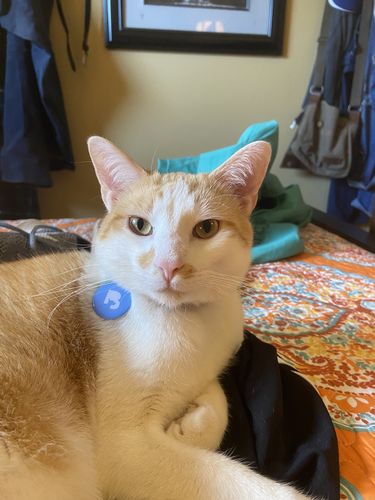 Customer photo review of Blue