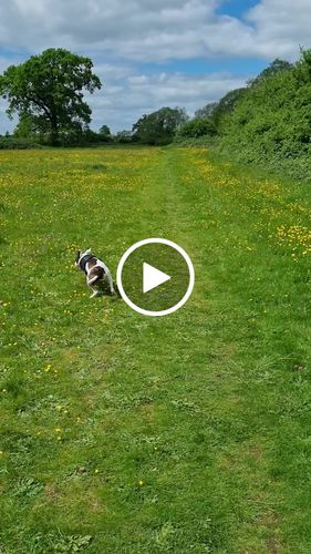 Customer video review of Ragnar Harness