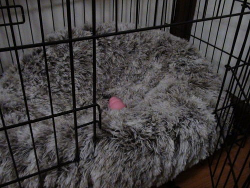 Customer photo review of PaWz Removable Cover Calming Pet Bed