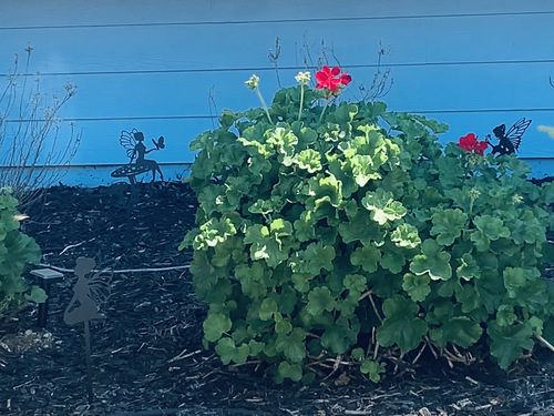 Customer photo review of Fairy Garden Add-On Set - 5 Pack Bundle