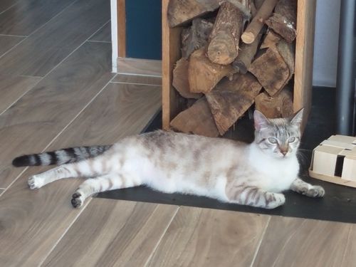 Avis photo d'un client sur Croquettes Chaton Sans Céréales - Poulet & Huile de Saumon