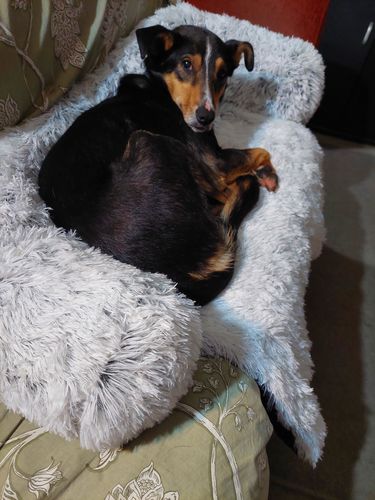 Customer photo review of Calming Couch Bed