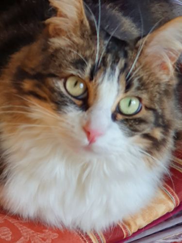 Avis photo d'un client sur Croquettes Chat Stérilisé Sans Céréales - Poulet