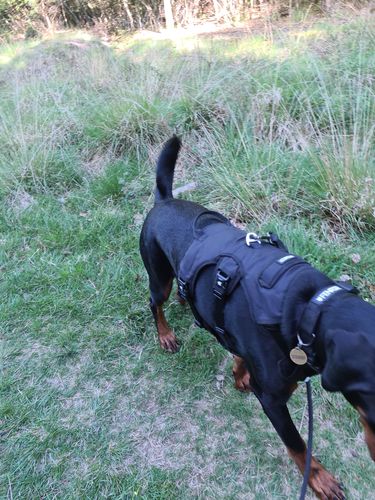 Customer photo review of Ragnar Dog Harness