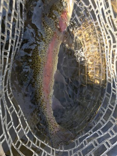 Customer photo review of Tungsten Bead Rainbow Warrior Jig