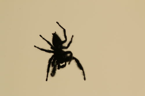 Customer photo review of Delta 8 THC 'SLEEP ANGELS' : Intoxicating