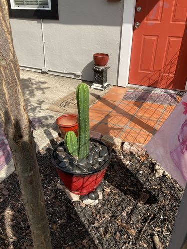 Customer photo review of San Pedro Cactus | Large Branching | Echinopsis pachanoi