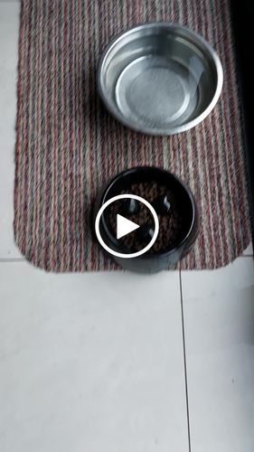Customer video review of Fenrir Apex Dog Food