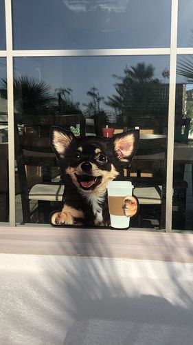 Customer photo review of Good Morning - Chihuahua Car/ Door/ Fridge/ Laptop Sticker V1