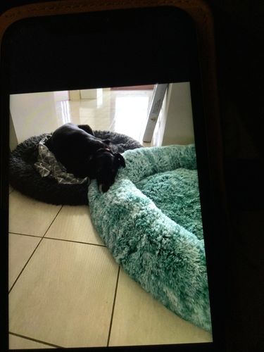 Customer photo review of PaWz Removable Cover Calming Pet Bed