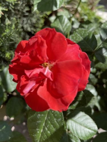 Customer photo review of 42201299-Printed 2PC