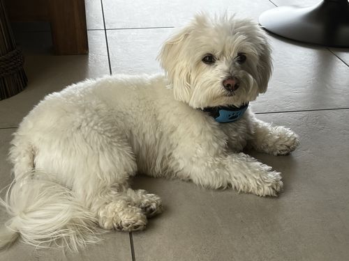 Customer photo review of Collier Anti Aboiement PuppySafe