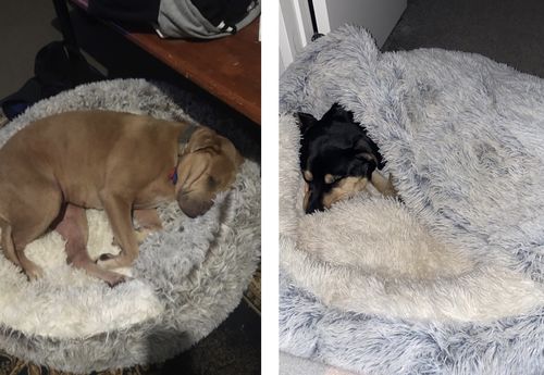 Customer photo review of Calming Cave Bed