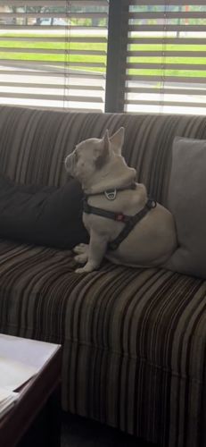 Customer photo review of Eco-friendly Re-Cotton harness for dogs