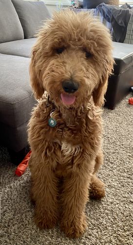 Customer photo review of Teal