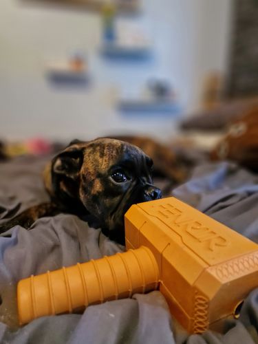 Customer photo review of The Fenrir Hammer