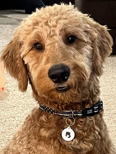 Customer photo review of White