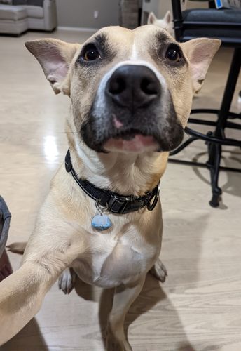 Customer photo review of Explorer