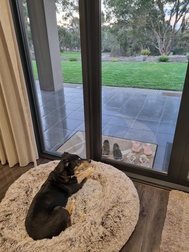 Customer photo review of PaWz Removable Cover Calming Pet Bed