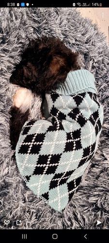 Customer photo review of PaWz Removable Cover Calming Pet Bed