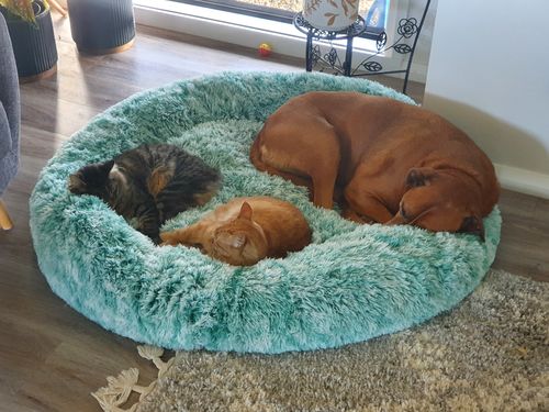 Customer photo review of PaWz Removable Cover Calming Pet Bed