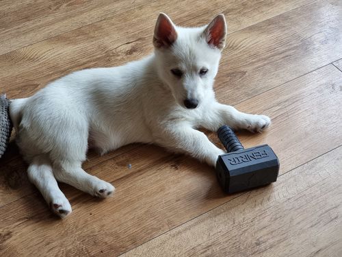 Customer photo review of The Fenrir Hammer