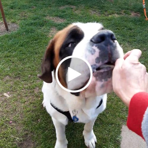 Customer video review of Ragnar Dog Harness