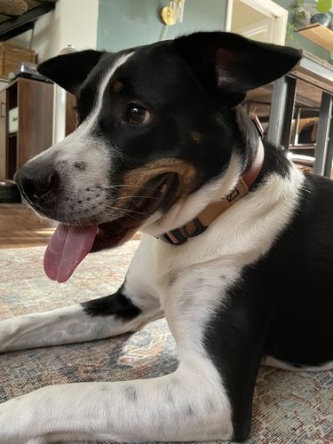 Customer photo review of Terracotta Collar