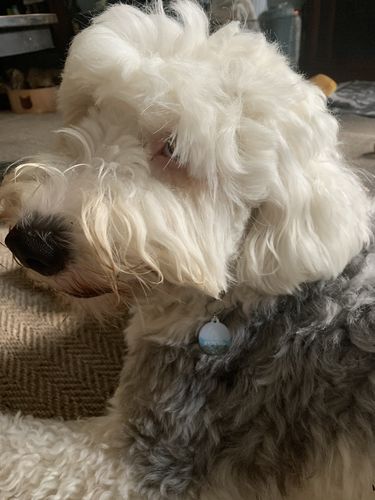 Customer photo review of Explorer