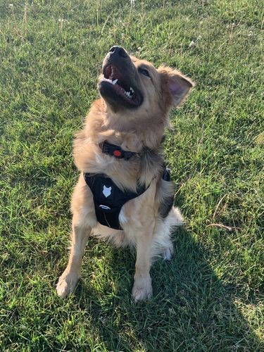Customer photo review of Ragnar Dog Harness