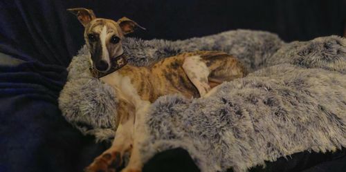 Customer photo review of PaWz Pet Sofa Cover