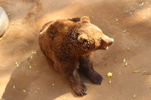 Customer photo review of MRY Replacement Lenses for Oakley Batwolf OO9101