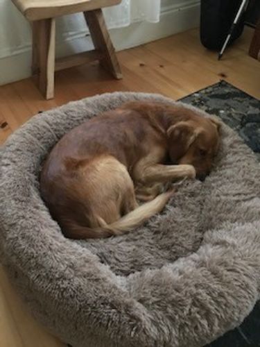 Customer photo review of Pawz Non-Removable Calming Pet Bed