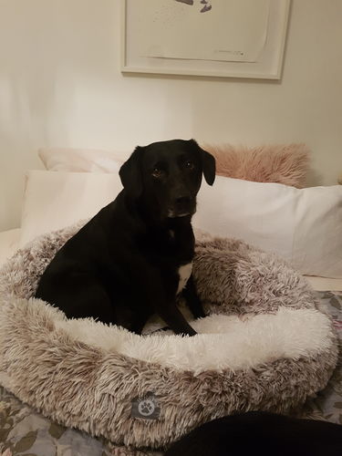 Customer photo review of Calming Cave Bed