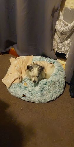 Customer photo review of Pawz Calming Memory Foam