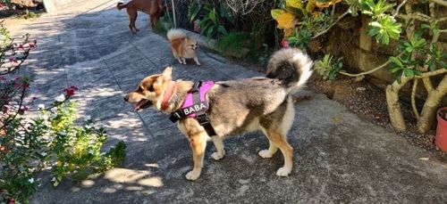 Customer photo review of Personalisierbares Premium Anti Zug Hundegeschirr