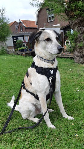 Customer photo review of Ragnar Harness