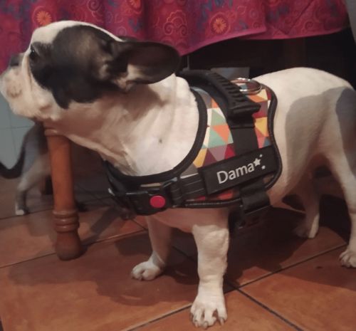 Customer photo review of Personalisierbares Premium Anti Zug Hundegeschirr