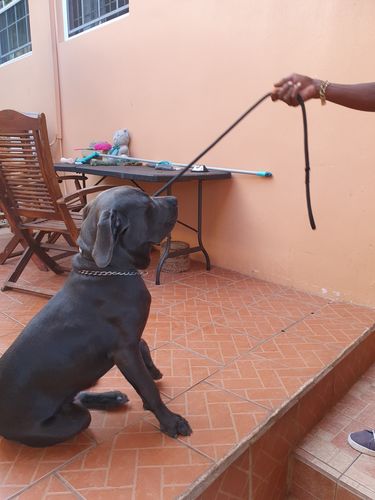 Customer photo review of Ragnar Leash