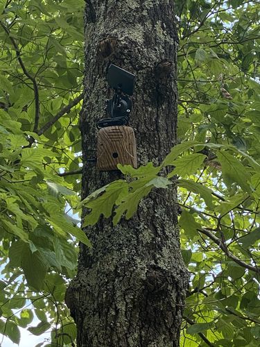 Customer photo review of Dog Silencer® MAX