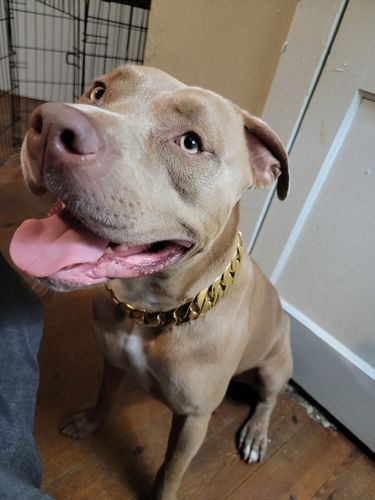 Customer photo review of Cuban Gold Collar
