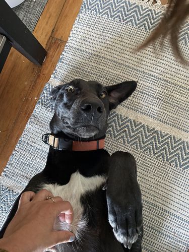 Customer photo review of Terracotta Collar