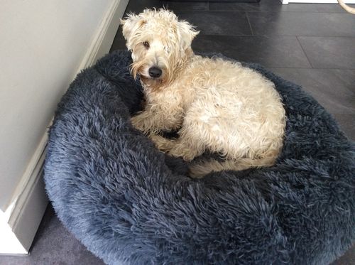 Customer photo review of Kuscheliges ergonomisches Hundebett "Kuschelwolke"