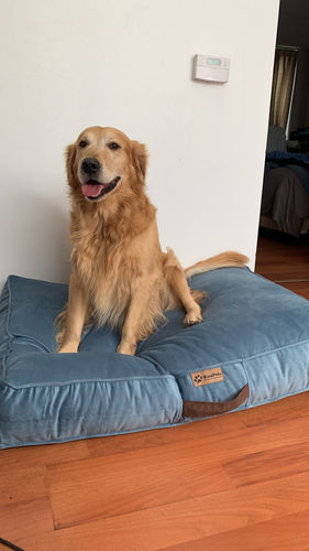 Customer photo review of Cama Para Perro Modelo Origen Kuapets Azul Petróleo