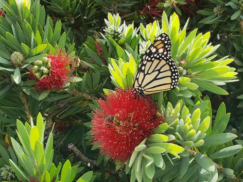 Customer photo review of Classic Live Monarch Butterfly Chrysalis Box
