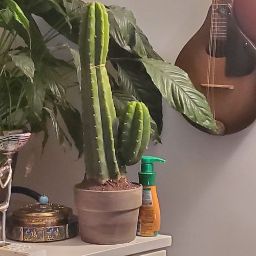 Customer photo review of San Pedro Cactus | Large Branching | Echinopsis pachanoi