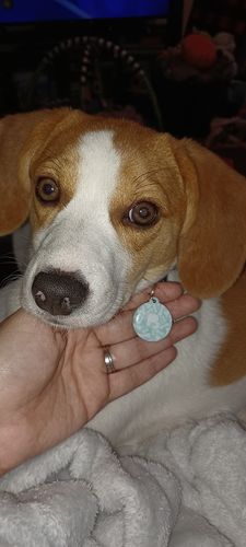 Customer photo review of Paw & Bones